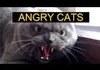 Angry Cats Compilation