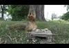 a squirrel and his nuts (wait for it)