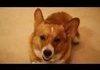 A day in the life of a corgi