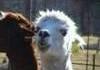 Alpaca you scarrry