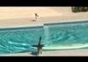 Cat Escapes Dog By Surfing Across Pool