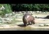 amazing hippo
