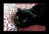 angry black cat
