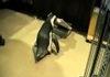 Awesome Penguin Fetches the Paper