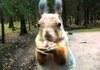 Angry Sweet Squirrel