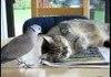 Annoying bird wont let cat sleep