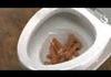 A toilet that flushes everything!