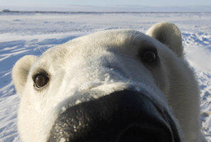 A+polar+bear+walks+into+a+bar+and+tells+the+_44f696e2f5c5bb5854f4194f7797df38.jpg